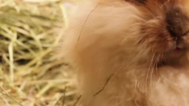Niedliches Kaninchen Flauschig Auf Heu — Stockvideo