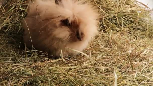 Niedliches Kaninchen Flauschig Auf Heu — Stockvideo