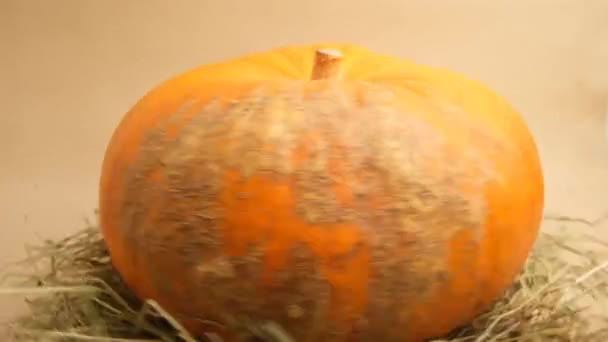 Halloween Semester Dekoration Pumpa — Stockvideo