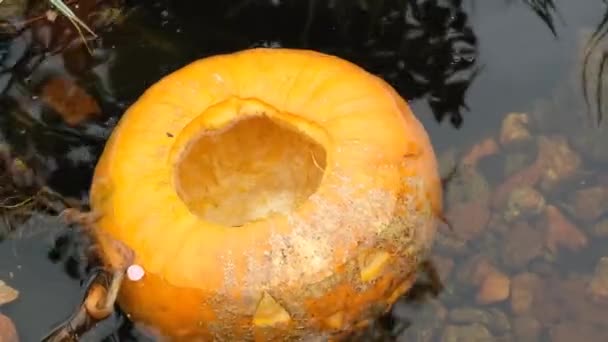 Halloween Semester Dekoration Pumpa Jack Lantern Vatten — Stockvideo