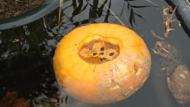 Halloween Semester Dekoration Pumpa Jack Lantern Vatten — Stockvideo