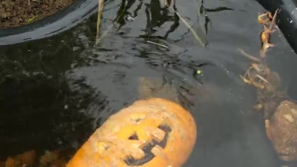 Halloween Decoración Vacaciones Calabaza Jack Linterna Agua — Vídeos de Stock
