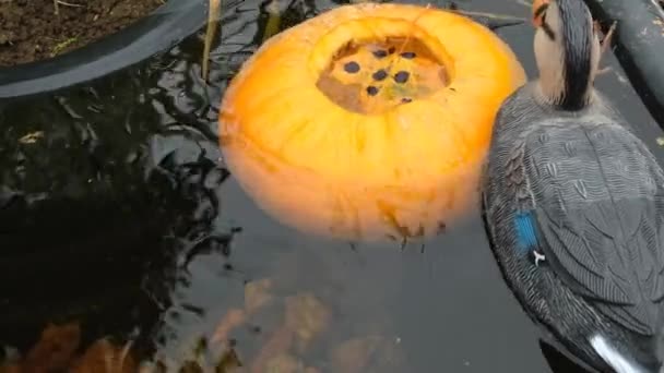 Halloween Feriado Decoração Abóbora Água Pato — Vídeo de Stock