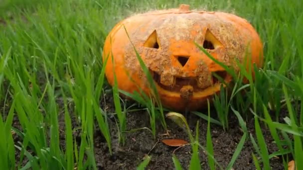 Halloween Semester Dekoration Pumpa Jack Lantern Gräs — Stockvideo