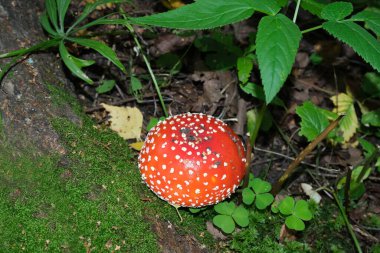 Ormanda büyüyen mantar 