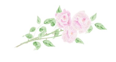 Güzel güllerin suluboya çizimi 