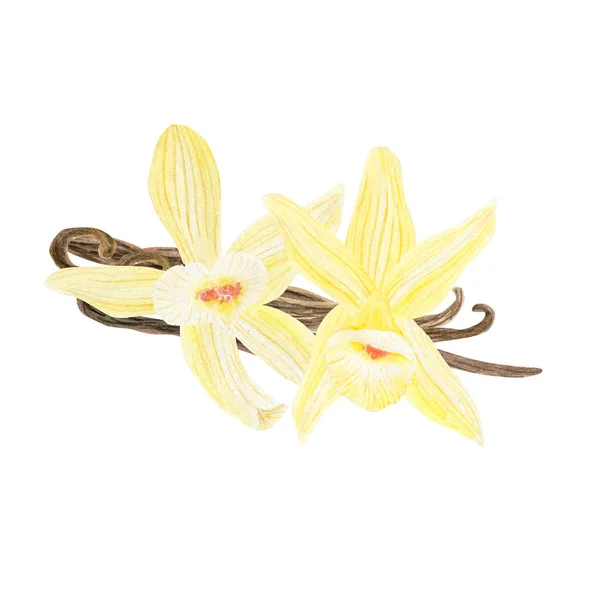 Akvarel Kresba Krásné Vanilkové Květy — Stock fotografie