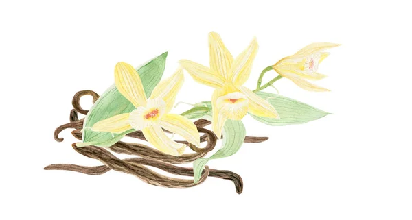 Akvarell Ritning Vackra Vanilj Blommor — Stockfoto