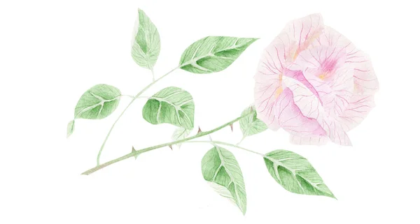 Акварельный Рисунок Красивого Розового Цветка — стоковое фото