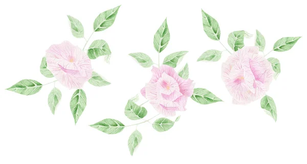 Güzel Güllerin Suluboya Çizimi — Stok fotoğraf
