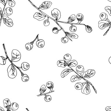 Böğürtlenlerin vektör çizimi, el çizimi 