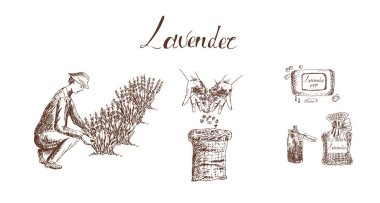 Bir dizi el çizimi lavanta setinin vektör illüstrasyonu 