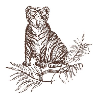 Kaplanın el çizimi çizimi. vektör illüstrasyonu