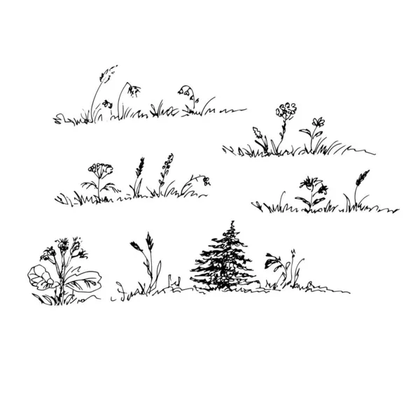 草や植物のベクトル図 — ストックベクタ