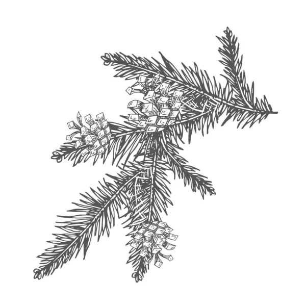 白い背景で隔離の円錐形の松の枝 — ストックベクタ