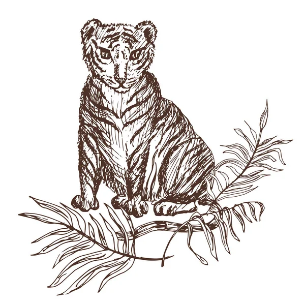 Ζωγραφισμένο Στο Χέρι Σκίτσο Τίγρης Εικονογράφηση Διανύσματος — Διανυσματικό Αρχείο
