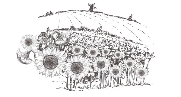 Vector Illustration Sunflower Hand Drawn — Stock Vector