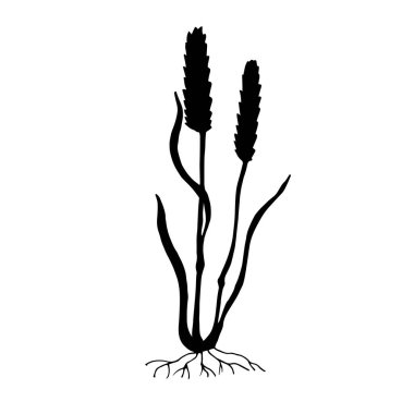 Bir bitkinin vektör illüstrasyonu