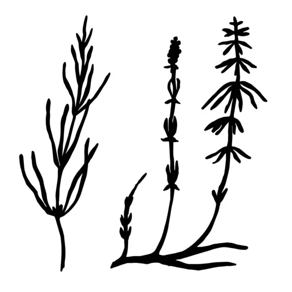 Vector Illustration Grass Herbs Icons Set — Vettoriale Stock