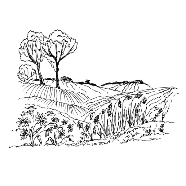 Vector Illustration Trees Field —  Vetores de Stock