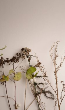 Beyaz arkaplanda kuru yapraklar 