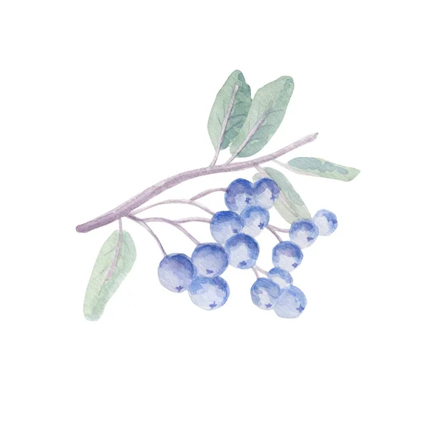 Watercolor Drawing Beautiful Blue Berries — Stockfoto