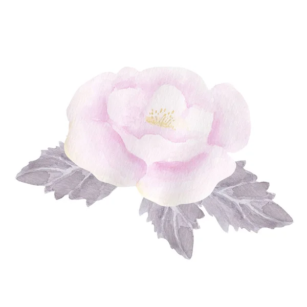 Акварельний Малюнок Красивої Квітки Троянди — стокове фото
