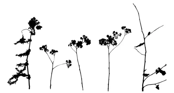 Ilustração Vetorial Plantas Isoladas Sobre Branco —  Vetores de Stock