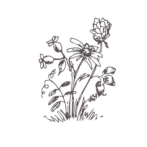 Vektorillustration Von Blumen Isoliert Auf Weiß — Stockvektor