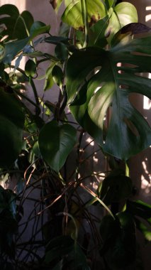 yeşil yapraklar, bitkiler çiçek arkaplanı 