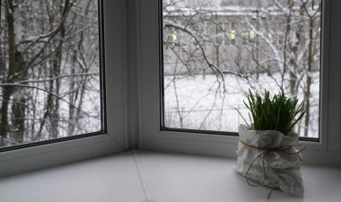 green grass at  window sill at home, winter clipart