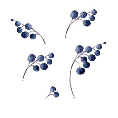 Güzel böğürtlen suluboya çizimi.