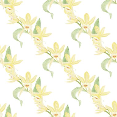 Vanilya çiçeklerinin suluboya çizimi