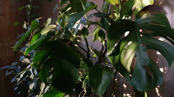 緑の葉植物の花の背景 — ストック写真