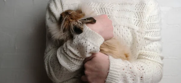 Cute Rabbit Hands Owner Eater — Foto Stock