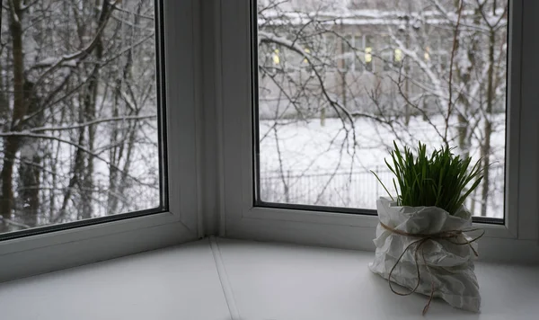 green grass at  window sill at home, winter