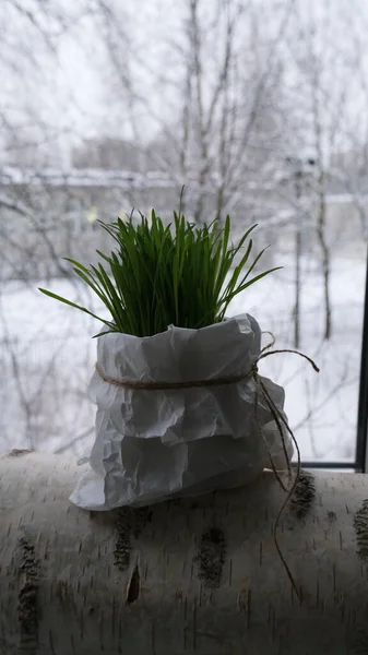 Green Grass Window Sill Home Winter — Foto de Stock