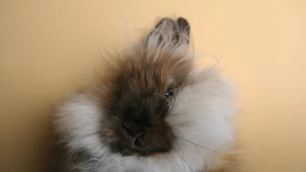 Niedliches Kaninchen Flauschig Auf Isoliertem Hintergrund Esser — Stockfoto