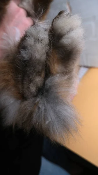 Woman Holding Cute Rabbit Eater — Fotografia de Stock