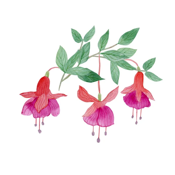 Akvarell Illustration Vacker Fuchsia Blommor — Stockfoto