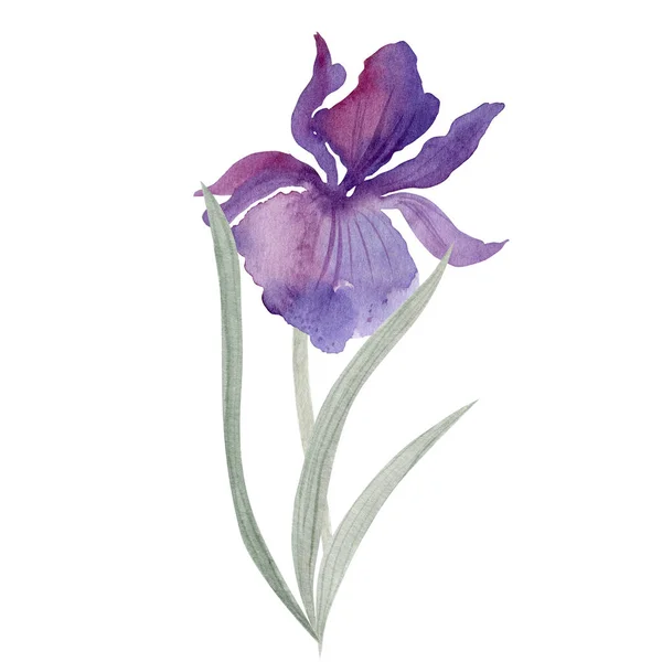 Watercolor Background Irise Flower — Fotografia de Stock