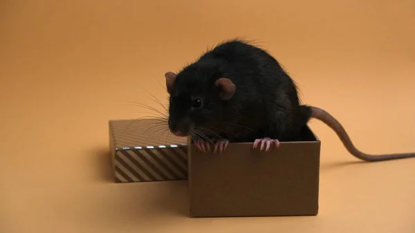Cute Rat Box Isolated Background — Fotografia de Stock