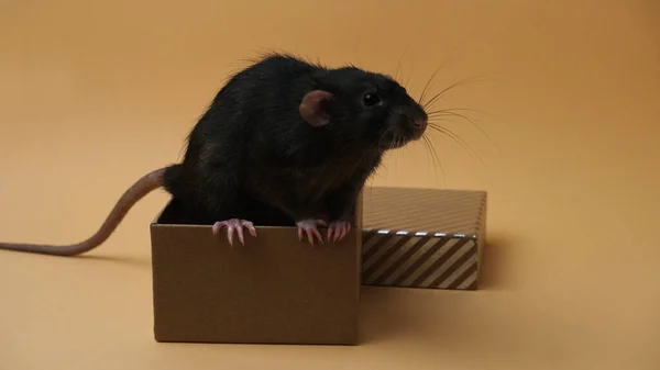 独立背景下可爱的老鼠和盒子 — 图库照片