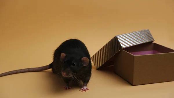 Cute Rat Box Isolated Background — Foto de Stock