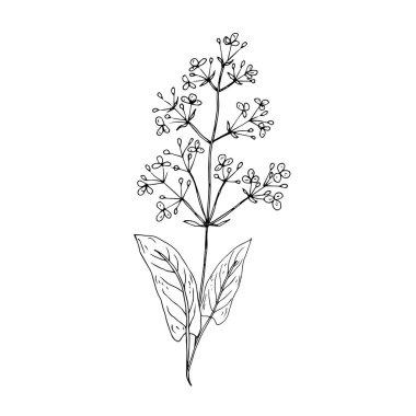 vector illustration of  plant, herb