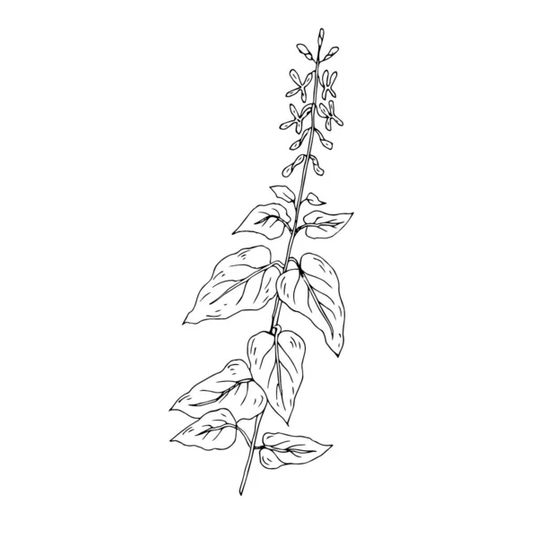 Vector Illustration Plant Herb — Vettoriale Stock