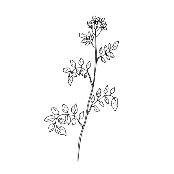 Vector Illustration Plant Herb — 스톡 벡터