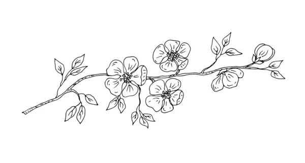 Branch Tree Flowers Isolated White Background — Vetor de Stock