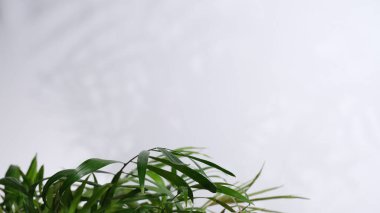 yeşil yapraklar, beyaz duvar arka planında bitkiler 