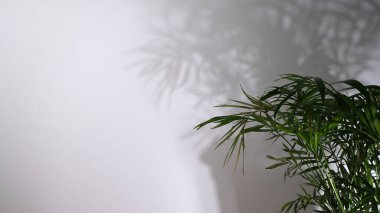 yeşil yapraklar, arka planda bitkiler 